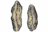 Mammoth Molar Slices With Case - South Carolina #99513-2